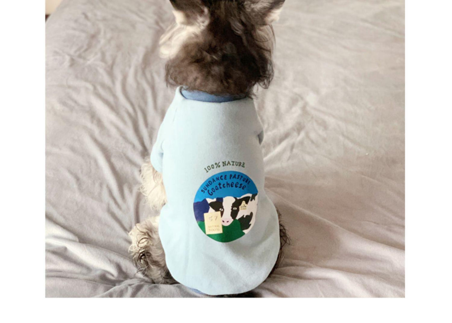 Cozy Cow Sweater For Petite Feline Friends - Spring And Autumn Edition - Dog Hugs Cat