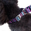 Cozy Stripe Pet Walking Leash - Dog Hugs Cat