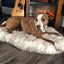 Cozycanine Plush Dog Bed - Luxurious Beige Mat For Restful Pet Sleep - Dog Hugs Cat