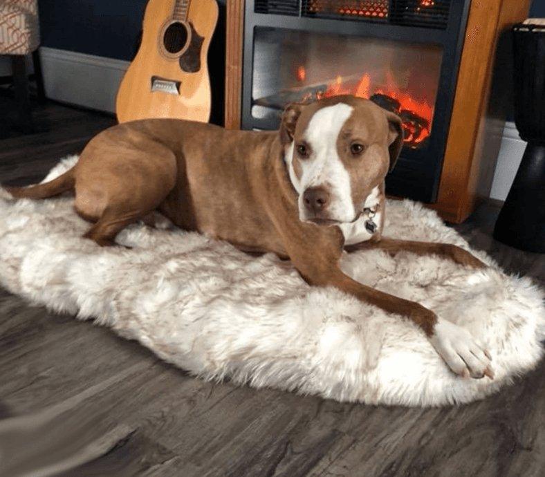 Cozycanine Plush Dog Bed - Luxurious Beige Mat For Restful Pet Sleep - Dog Hugs Cat