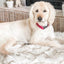 Cozycanine Plush Dog Bed - Luxurious Beige Mat For Restful Pet Sleep - Dog Hugs Cat