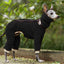 Cozycanine Reversible Fleece Dog Coat: Stylish Warmth For Your Furry Friend - Dog Hugs Cat