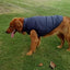 Cozycanine Waterproof Pet Jacket: Stylish Outdoor Attire For Your Furry Friend - Dog Hugs Cat