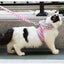 Cozycat Hooded Vest Leash & Harness Combo - Dog Hugs Cat