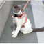 Cozycat Hooded Vest Leash & Harness Combo - Dog Hugs Cat