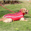 Cozypaws Winter Adventure Dog Jacket - Dog Hugs Cat