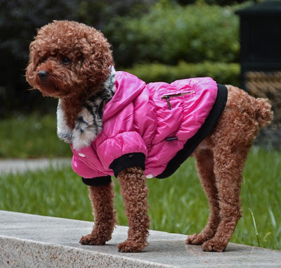 Cozyzip Cotton Padded Pet Clothes: The Ultimate Comfort For Your Furry Friend - Dog Hugs Cat