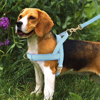 Customizable Pet Harness And Leash Set - Dog Hugs Cat