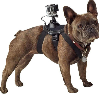 Dog's - Eye View: Capture The World With The Pet Dog Chest Strap - Dog Hugs Cat