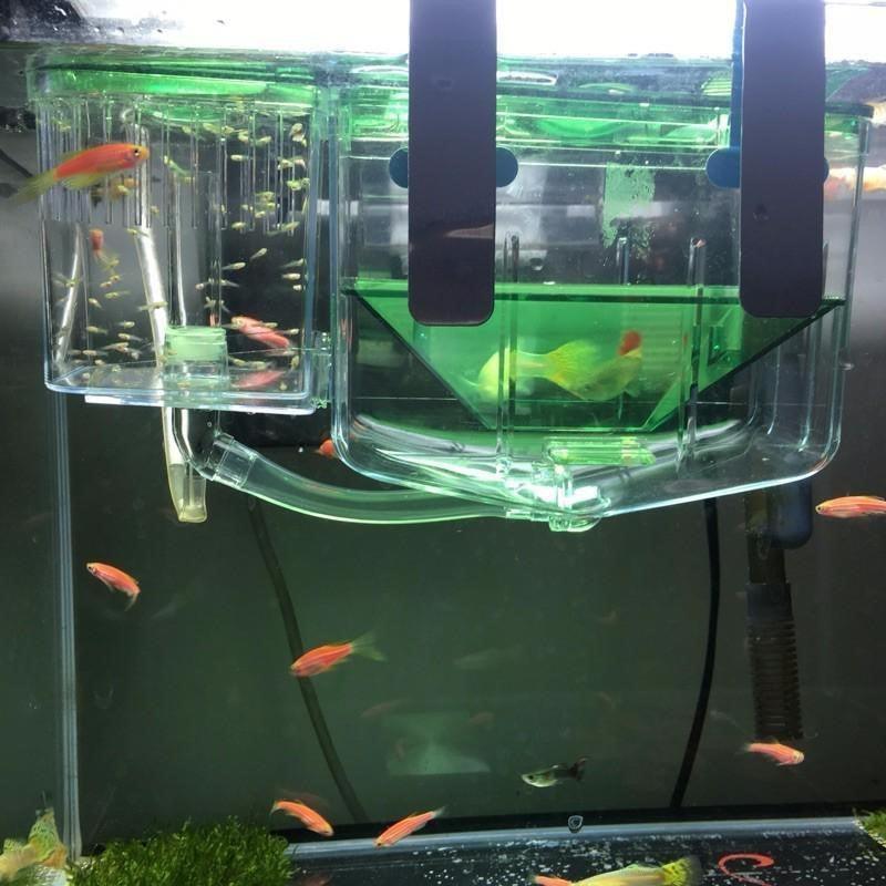 Colorful Fish Breeding Rack Open media 1 in modal