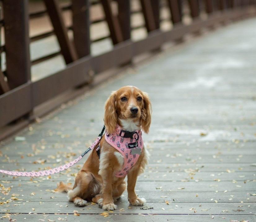 Pupshake Pink Comfort Leash - Neoprene Padded Handle, 5ft Length