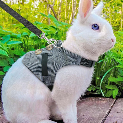 Rabbit Leash Rabbit Dress - Dog Hugs Cat