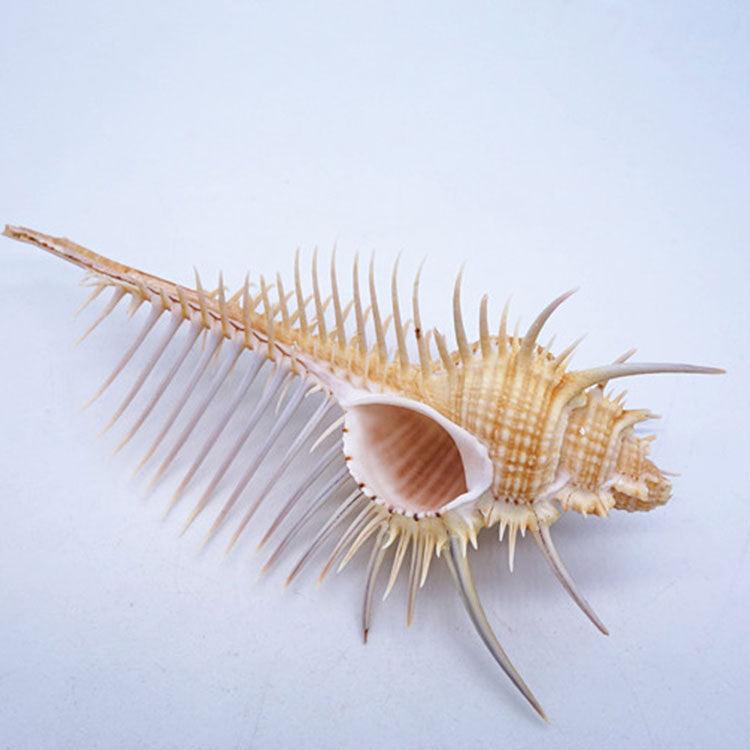 Conch Comb Ancient Conch Comb Conch Shell Aquarium Fish Decoration Specimen Conch ...