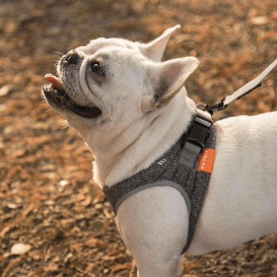 Dog Rope Collar - Dog Hugs Cat