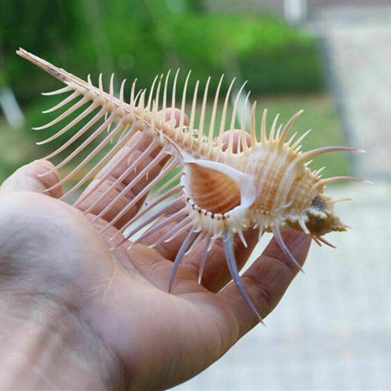 Ancient Conch Comb Conch Shell Aquarium Fish Decoration Specimen Conch - Dog Hugs Cat