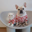 Dog Clothes Pet Padded Warm Sweater - Dog Hugs Cat