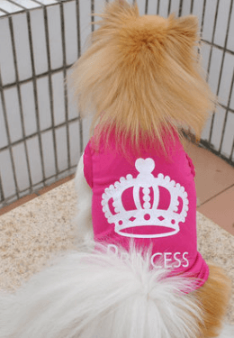 Muqgew Princess Dog Vest - Dog Hugs Cat