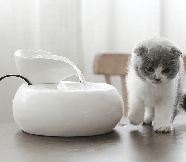 Cat Water Feeder - Dog Hugs Cat