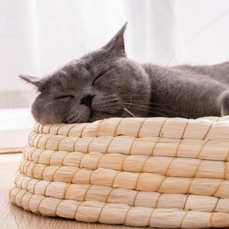 Teng Wok Felt House Cat Bed - Dog Hugs Cat