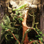 Lizard Chameleon Reptile Box Tropical Rainforest Landscaping Material Simulation Plant Rattan Tree Vine Vine Vine Withered Vine - Dog Hugs Cat
