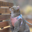 Cat Traction Rope Home Vest-Style Chest Harness Cute Anti-Stroke Cat Walking Rope - Dog Hugs Cat