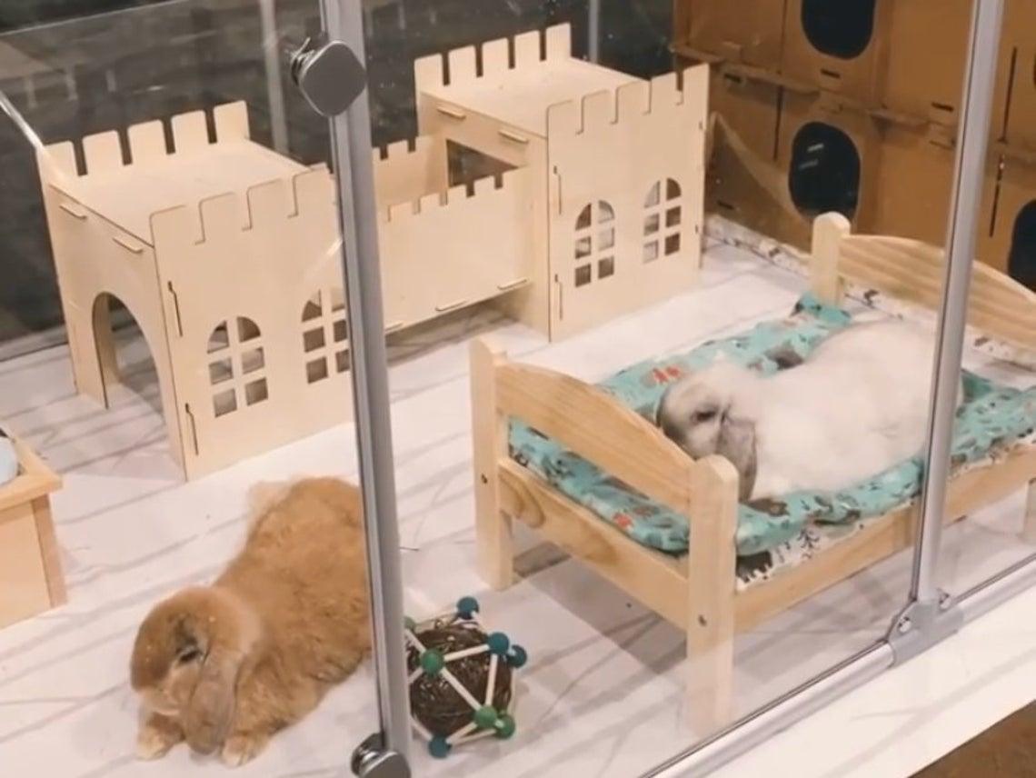 Rabbit Castle Export Quality Assembled Detachable Rabbit Wooden House Guinea Pig Guinea Pig Shelter - Dog Hugs Cat