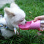 Dog Water Bottle Portable Pet Water Bottle Leak Proof Dog Water Dispenser And Food, Lightweight Dog Travel Water Bottle Bowl For Walking And Travel - Dog Hugs Cat