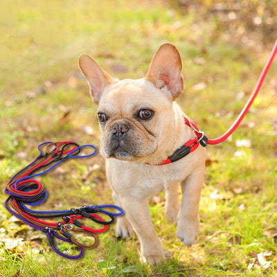 Dog Leash Dog Leash Pet Leash - Dog Hugs Cat