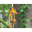 Oriole Bird Feeder Orange Fruit Outdoor Garden Metal Hanging Drinking Grape Jelly Container Farm Hummingbird Automatic Portable - Dog Hugs Cat