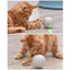 Colorful Led Laser Funny Cat Ball - Dog Hugs Cat