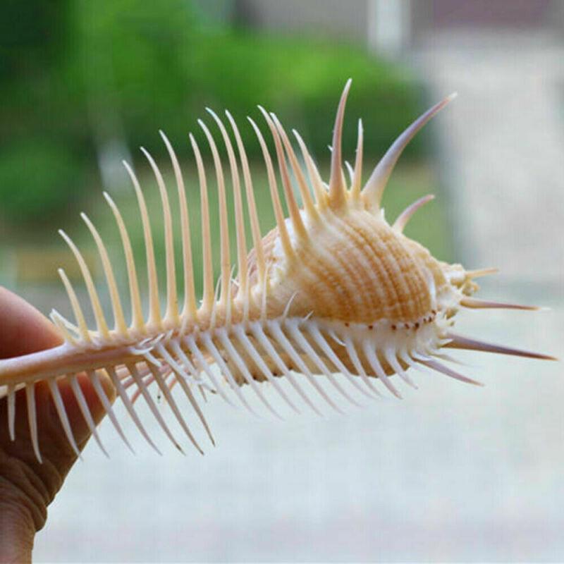 Ancient Conch Comb Conch Shell Aquarium Fish Decoration Specimen Conch - Dog Hugs Cat