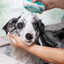 Pet Bath Massage Comb Automatic Liquid - Dog Hugs Cat