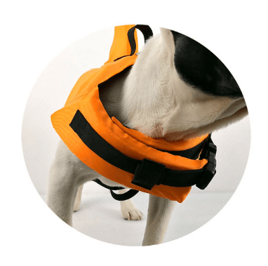 Large And Small Dog Tide Brand Pet Swimsuit - Dog Hugs Cat