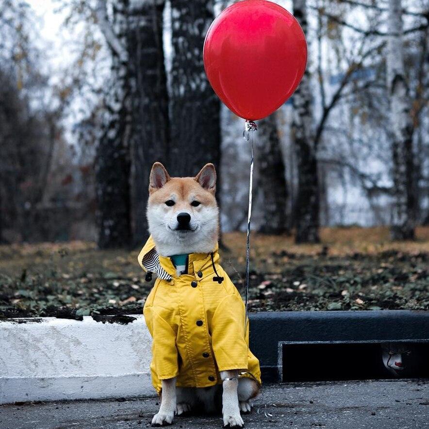 Dog Raincoat Pet Clothes Dog Clothes Rain Water - Dog Hugs Cat