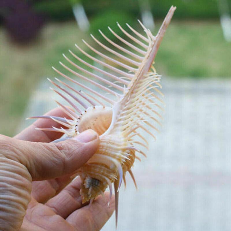 Ancient Conch Comb Conch Shell Aquarium Fish Decoration Specimen Conch - Dog Hugs Cat