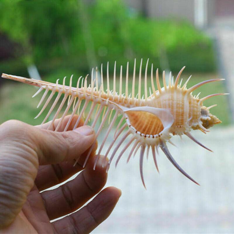 Ancient Conch Comb Conch Shell Aquarium Fish Decoration Specimen Conch - Dog Hugs Cat