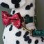 Pet Collar Bow Tie Dog Collar - Dog Hugs Cat