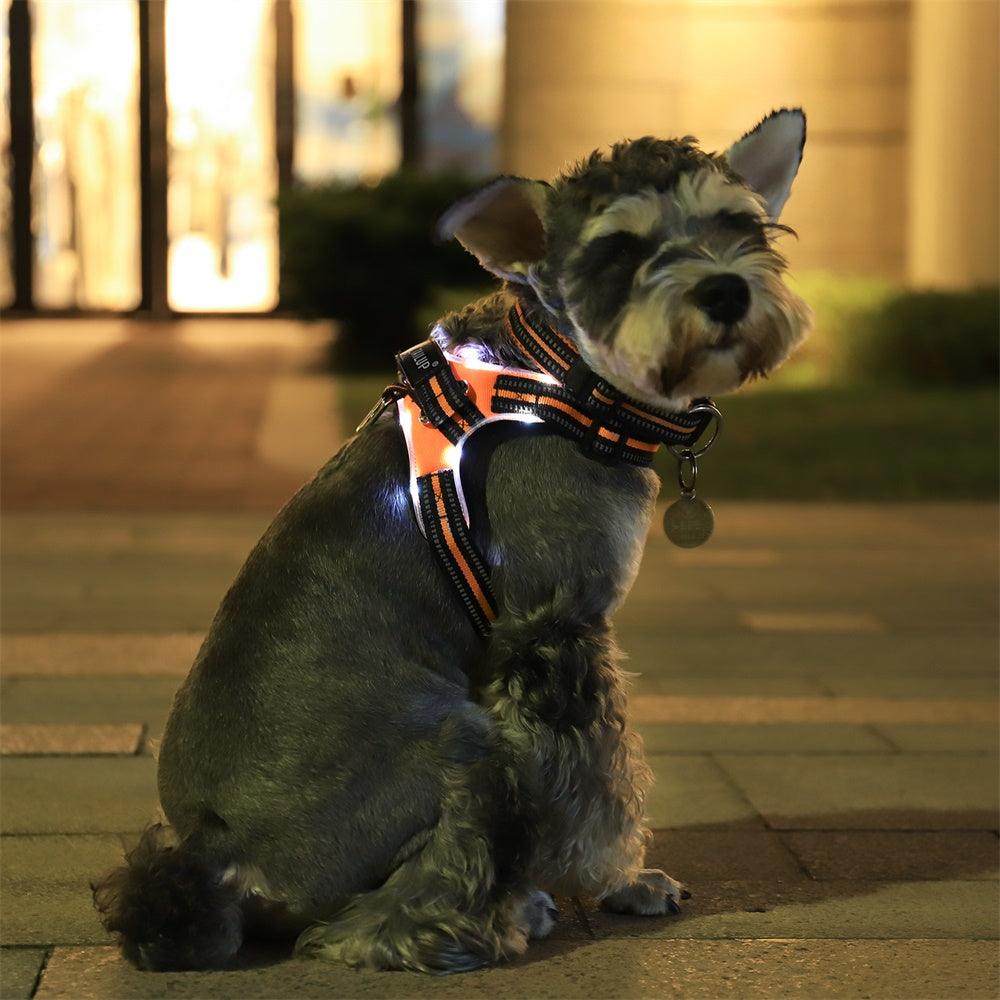 Glowing Dog Collar - Dog Hugs Cat