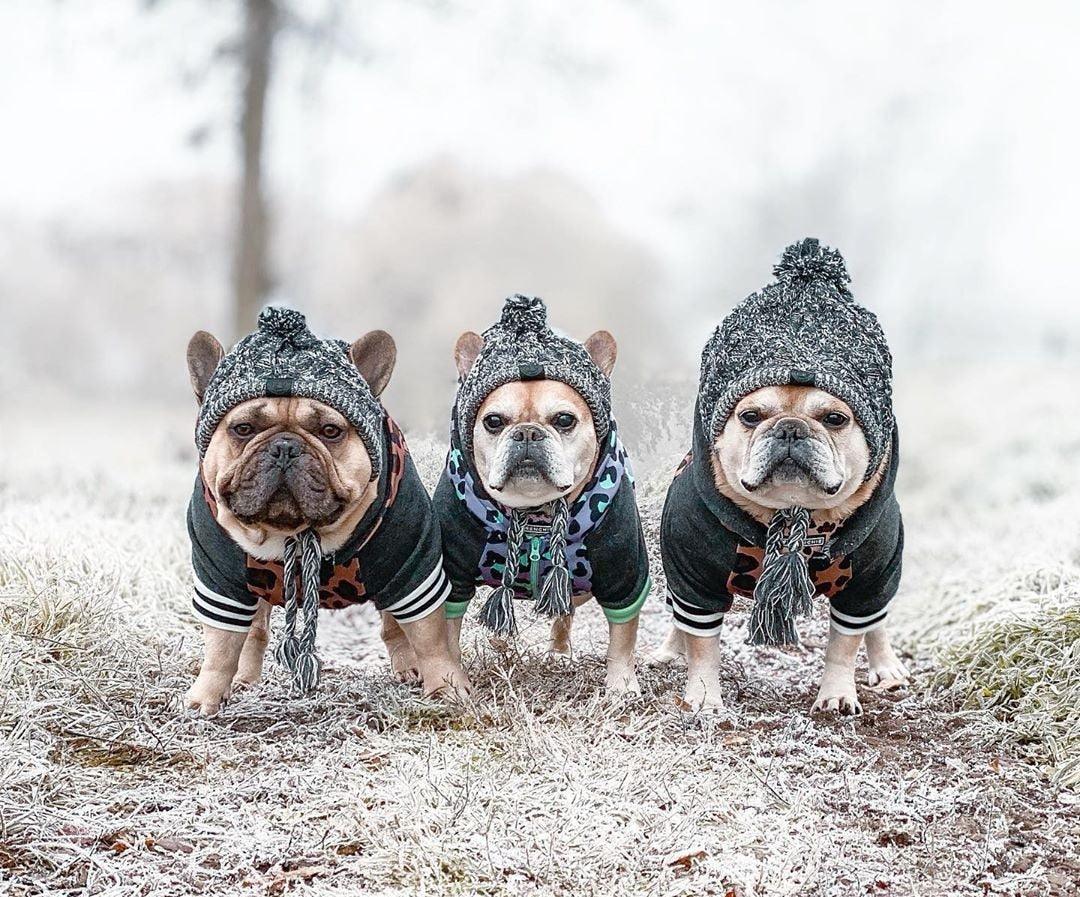 Winter Fashion Dog Hat Windproof Fluffy Knitted Polar Pom Hat - Dog Hugs Cat