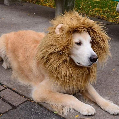 Cute Pet Cosplay Clothes Transfiguration Costume Lion Mane Winter Warm Wig Cat Large Dog Party Decoration With Ear Pet Apparel - Dog Hugs Cat