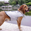 Pet Life Jacket - Dog Hugs Cat