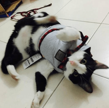 Kitty Cat Harness Offer - Dog Hugs Cat
