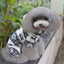 Fawn Pet Four-Legged Dog Clothes - Dog Hugs Cat