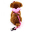 Little Angel Wings Leash - Dog Hugs Cat