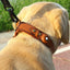 Location Tracker First Layer Leather Dog Pet Collar - Dog Hugs Cat