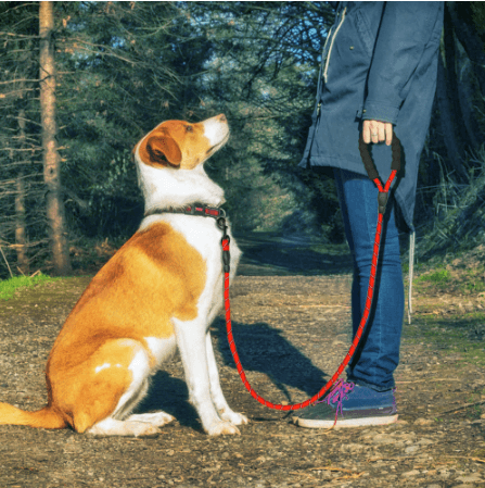 Reflective Dog Leash Nylon Pet Dog Leash Rope For Small Medium Large Dogs Walking Training Pet Suppiles - Dog Hugs Cat