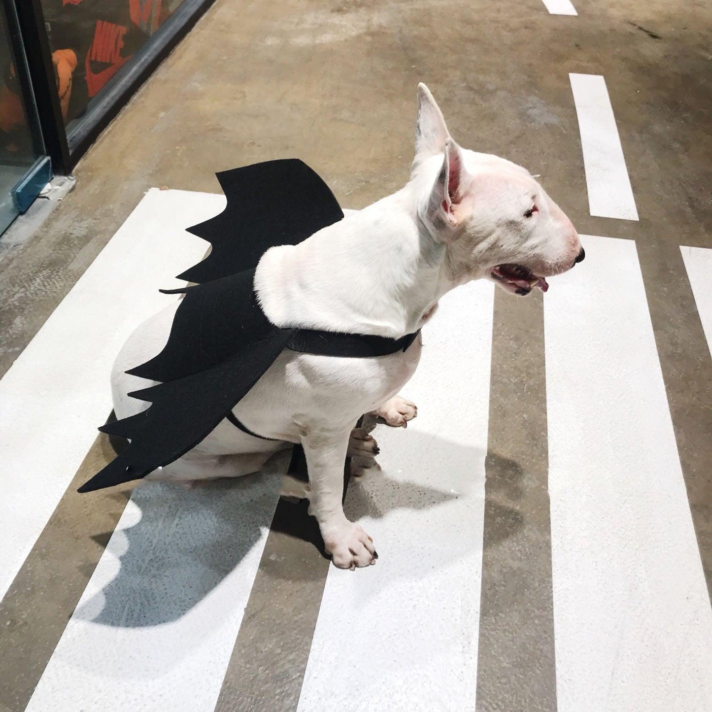 Pet Bat Wings Transformed Into Dog Accessories - Dog Hugs Cat