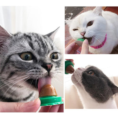 Pet Cat Sugar Cat Licking Le Cat Snack Fixed - Dog Hugs Cat