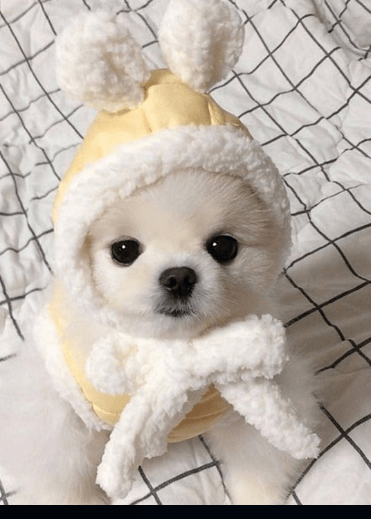 Pet Clothes Keep Warm - Dog Hugs Cat