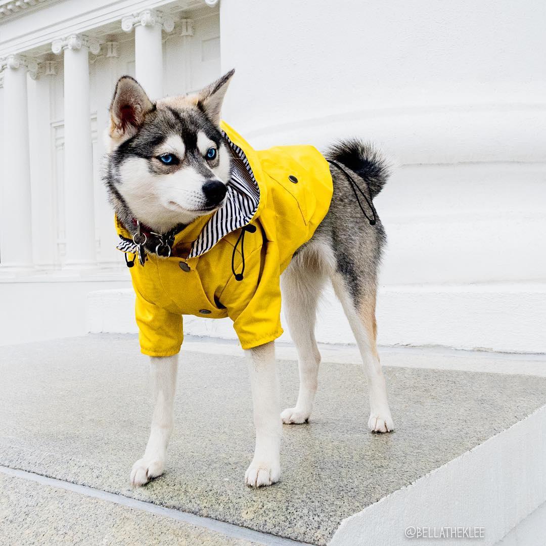Dog Raincoat Pet Clothes Dog Clothes Rain Water - Dog Hugs Cat